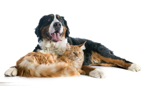 Bernese Mountain hond en kat — Stockfoto