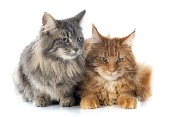 Maine Coon gatti — Foto Stock