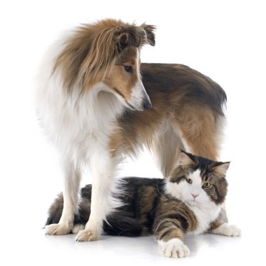Shetland ans maine coon kedi köpek