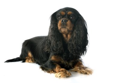 Cavalier King Charles