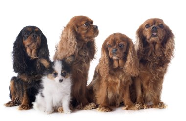 Papillon köpek ve cavalier king charles