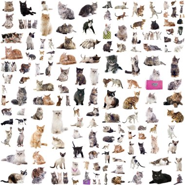 Grup kedi