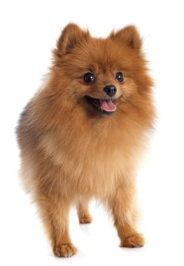 Pomeranian spitz