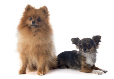 Pomeranian spitz ve chihuahua