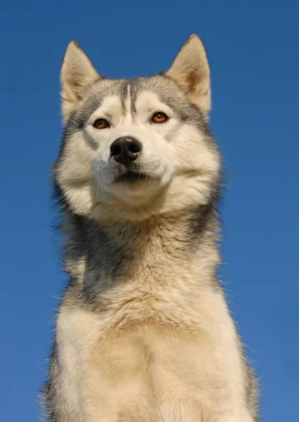 Siberian husky — Stockfoto