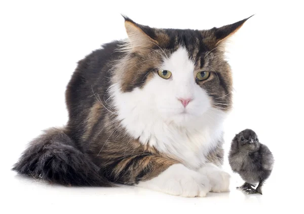 Maine coon cat and chick — Stock Photo, Image