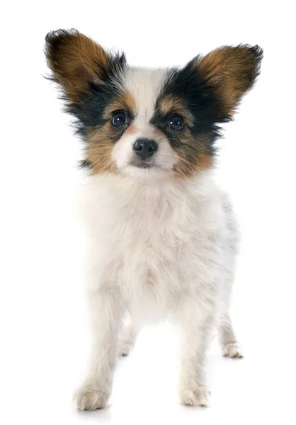 Papillon Filhote de cachorro — Fotografia de Stock