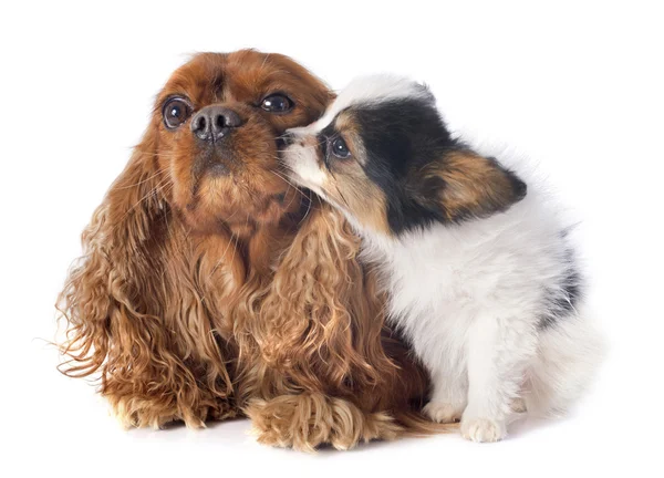 Papillon cachorro e cavaleiro rei charles — Fotografia de Stock