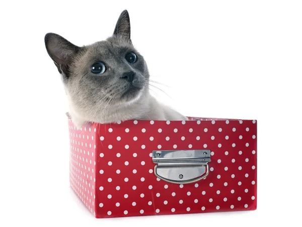 Gato siamés en caja — Foto de Stock
