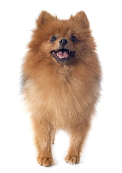 Pomeranian spitz — Stockfoto