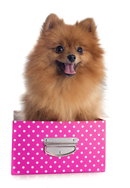 Pomeranian spitz — Stock Photo, Image