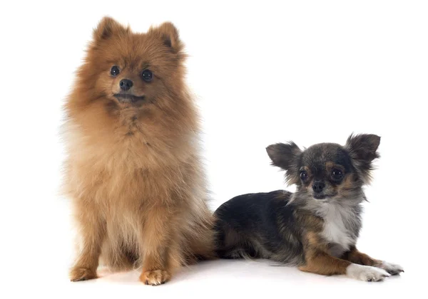 Pomeranian spitz ve chihuahua — Stok fotoğraf