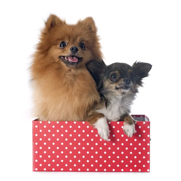 Pomerania spitz e chihuahua — Foto Stock