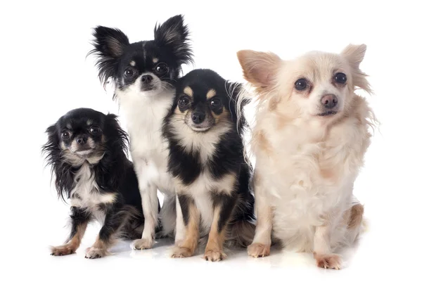 Fyra chihuahuas — Stockfoto