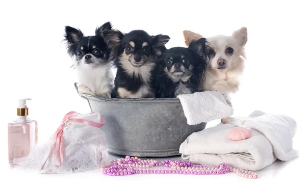 Chihuahuas yıkama — Stok fotoğraf