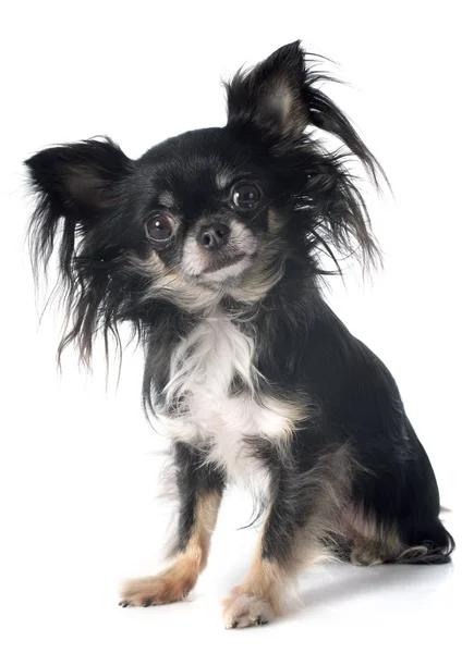 Chihuahua — Stockfoto