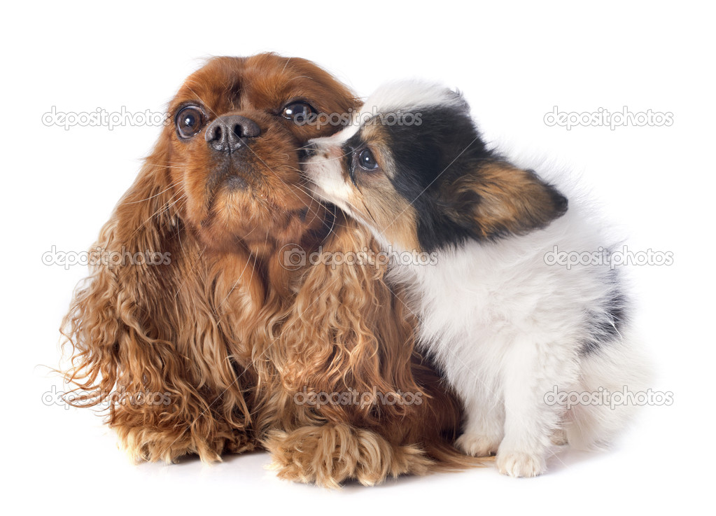 Papillon puppy and cavalier king charles — Stock Photo © 40615977