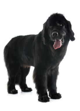 Newfoundland köpeği
