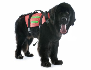 Newfoundland köpek kurtarma