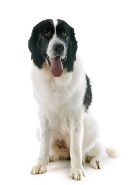 Landseer köpek