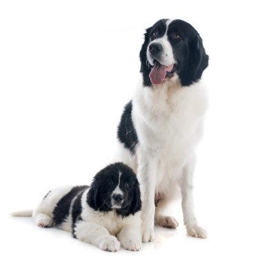 Landseer köpekler