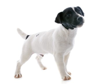 yavru jack russel terrier