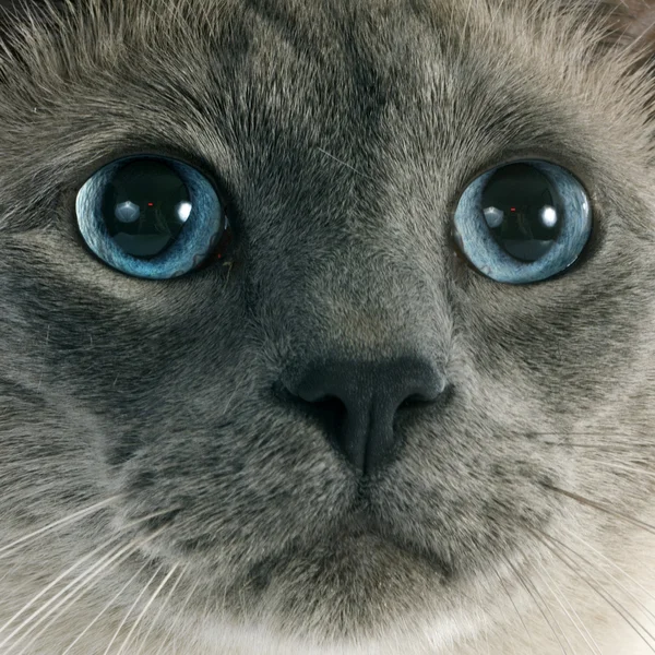 Siamese katt — Stockfoto