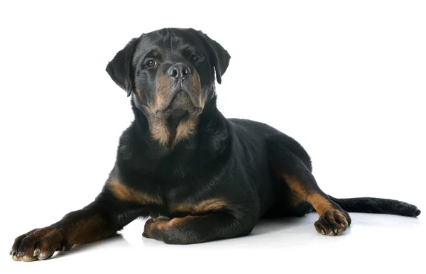 Giovane rottweiler — Foto Stock