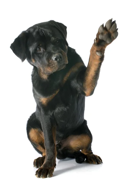 Jonge rottweiler — Stockfoto