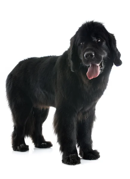Newfoundlandský pes — Stock fotografie