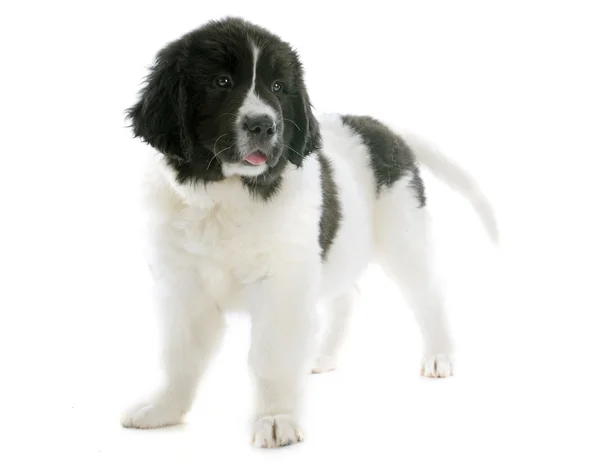 Landseer cucciolo — Foto Stock