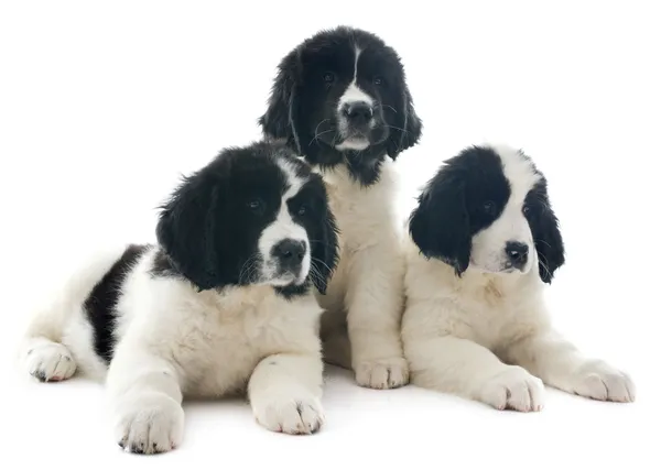 Landseer puppies — Stock Photo, Image