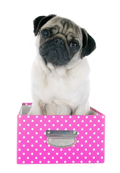 Young pug in box — Stock Photo, Image