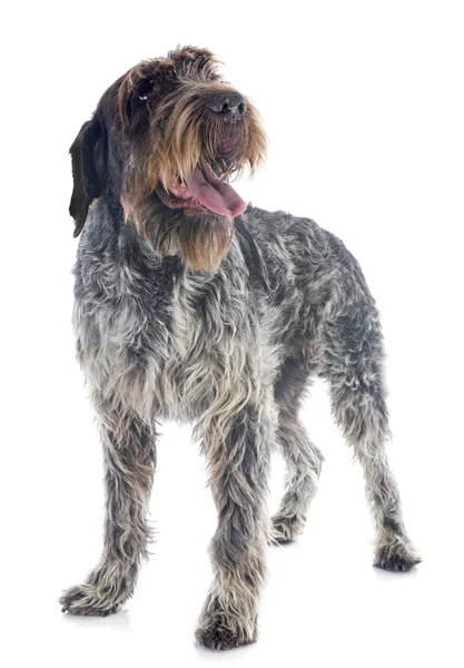 Wirehaired Pointing Griffon — Stock Photo, Image