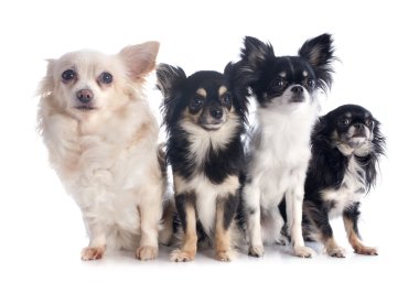 dört chihuahuas
