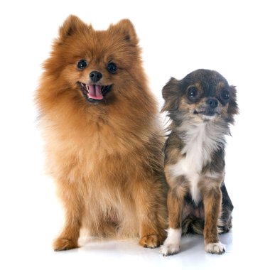 Pomeranian spitz ve chihuahua