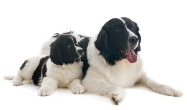Landseer köpekler