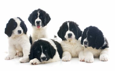 Landseer kukla