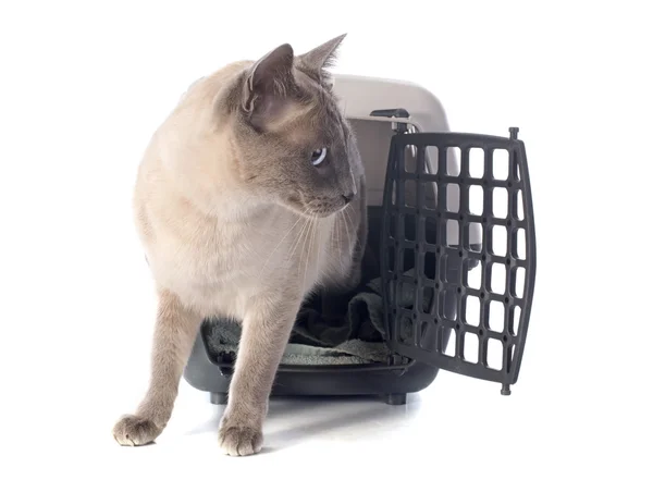 Cat in kennel — Stock Photo, Image