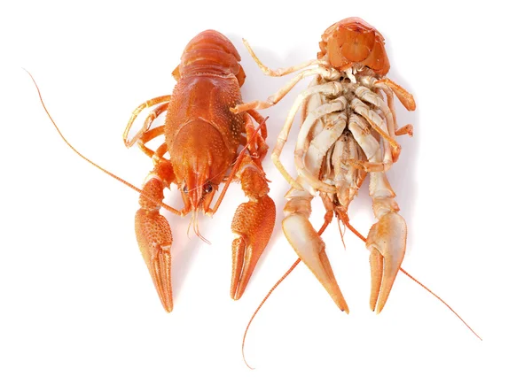 River crayfish — Stock Photo, Image
