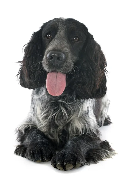 Cocker spaniel — Zdjęcie stockowe