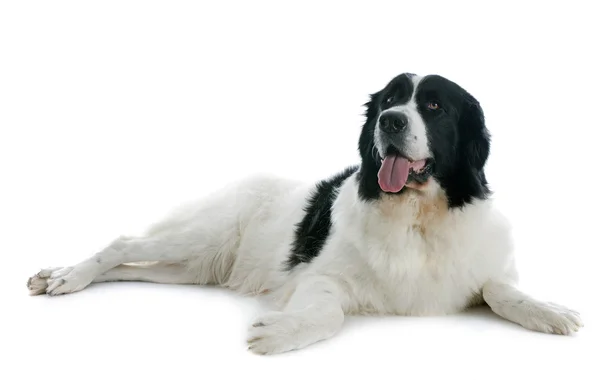 Landseer dog — Stock Photo, Image