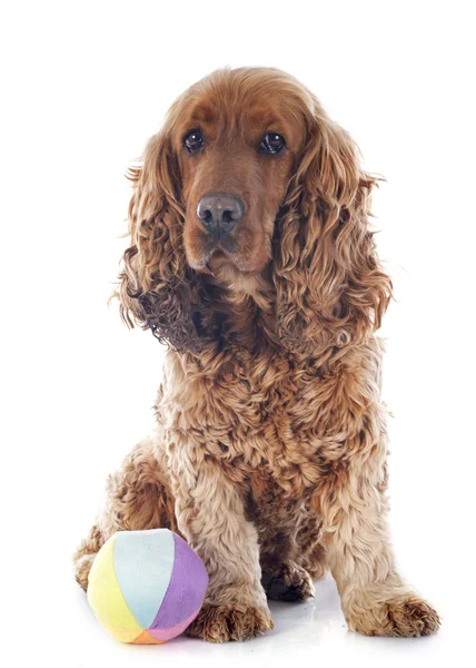 English cocker — Stock Photo, Image