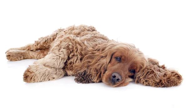 English cocker — Stock Photo, Image