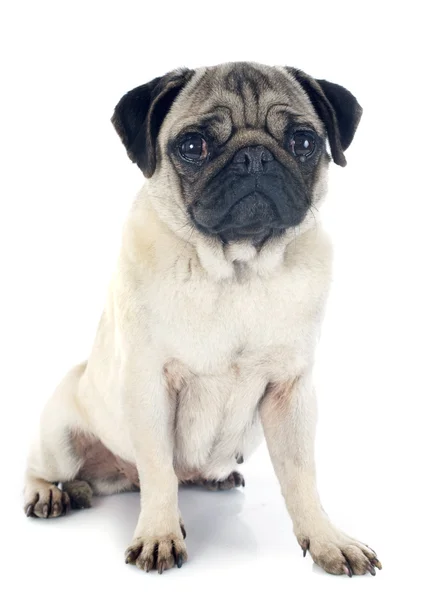 Pug jovem — Fotografia de Stock