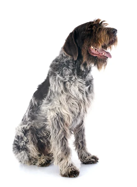 Wirehaired Pointing Griffon — Stock Photo, Image