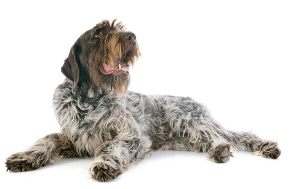 Wirehaired Griffon puntamento — Foto Stock