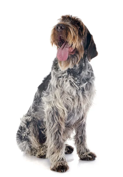 Wirehaired 指向狮鹫 — 图库照片