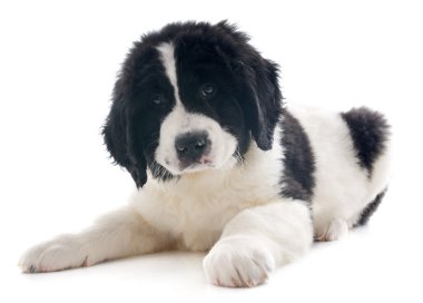 Landseer köpek yavrusu