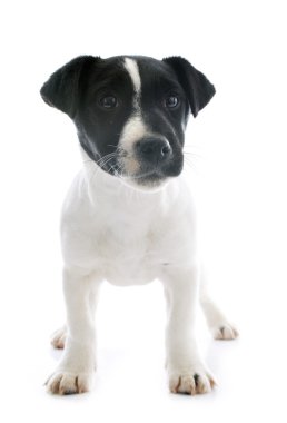 yavru jack russel terrier